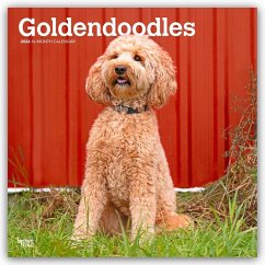 Cover Goldendoodles - Goldendoodle 2026 - 16-Monatskalender
