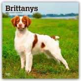 Brittanys - Bretonischer Vorstehhund 2026 - 16-Monatskalender Brittanys - Bretonischer Vorstehhund 2026 - 16-Monatskalender