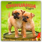 Chihuahua Puppies - Chihuahua Welpen 2026 - 16-Monatskalender Chihuahua Puppies - Chihuahua Welpen 2026 - 16-Monatskalender