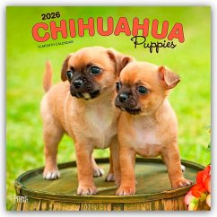 Cover Chihuahua Puppies - Chihuahua Welpen 2026 - 16-Monatskalender