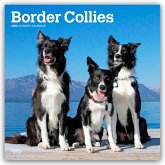 Border Collies 2026 - 16-Monatskalender Border Collies 2026 - 16-Monatskalender
