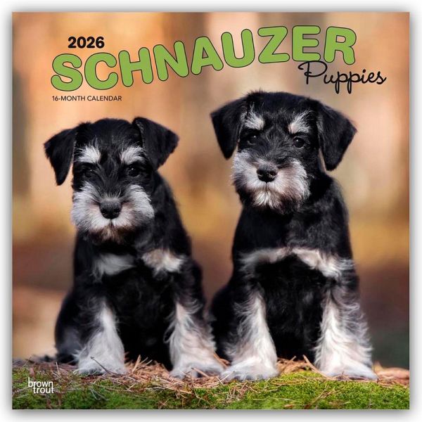 Schnauzer Puppies - Schnauzer Welpen 2026 - 16-Monatskalender Schnauzer Puppies - Schnauzer Welpen 2026 - 16-Monatskalender