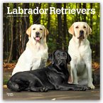 Labrador Retrievers - Labrador Retriever 2026 - 16-Monatskalender