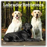 Labrador Retrievers - Labrador Retriever 2026 - 16-Monatskalender Labrador Retrievers - Labrador Retriever 2026 - 16-Monatskalender