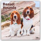 Basset Hounds 2026 - 16-Monatskalender