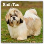 Shih Tzu 2026 - 16-Monatskalender