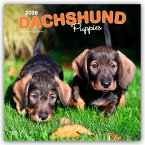 Dachshund Puppies 2026 12 X 24 Inch (Hanging) Monthly Square Wall Calendar Plastic-Free