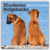 Rhodesian Ridgebacks - Rhodesian Ridgeback 2026 - 16-Monatskalender Rhodesian Ridgebacks - Rhodesian Ridgeback 2026 - 16-Monatskalender