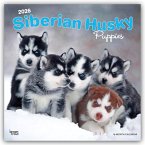 Siberian Husky Puppies - Siberian Husky Welpen 2026 - 16-Monatskalender Siberian Husky Puppies - Siberian Husky Welpen 2026 - 16-Monatskalender