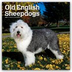 Old English Sheepdog - Bobtail - Altenglischer Schäferhund 2026 - 16-Monatskalender