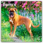 Boxers - Boxer 2026 - 16-Monatskalender