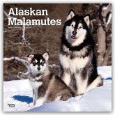 Alaskan Malamutes 2026 - 16-Monatskalender Alaskan Malamutes 2026 - 16-Monatskalender
