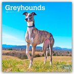 Greyhounds - Windhunde 2026 - 16-Monatskalender