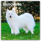 Samoyeds - Samojede 2026 - 16-Monatskalender Samoyeds - Samojede 2026 - 16-Monatskalender