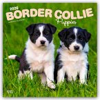 Border Collie Puppies - Border Collie Welpen 2026 - 16-Monatskalender Border Collie Puppies - Border Collie Welpen 2026 - 16-Monatskalender