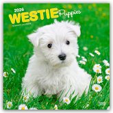 West Highland White Terrier Puppies - Westie Puppies - West Highland White Terrier Welpen - Westie Welpen 2026 - 16-Monatskalender West Highland White Terrier Puppies - Westie Puppies - West Highland White Terrier Welpen - Westie Welpen 2026 - 16-Monatskalender
