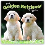 Golden Retriever Puppies - Golden Retriever Welpen 2026 - 16-Monatskalender
