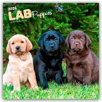 Labrador Retriever Puppies - Labrador Retriever Welpen 2026 - 16-Monatskalender Labrador Retriever Puppies - Labrador Retriever Welpen 2026 - 16-Monatskalender