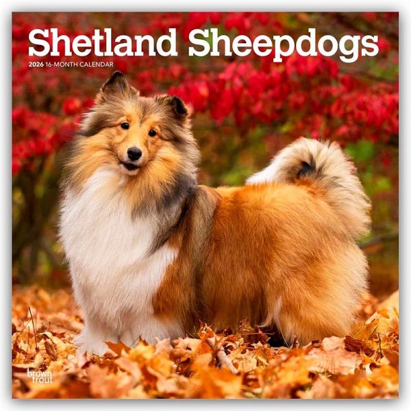 Shetland Sheepdogs - Shetland Sheepdog - Sheltie 2026 - 16-Monatskalender