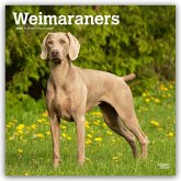 Weimaraners - Weimaraner 2026 - 16-Monatskalender Weimaraners - Weimaraner 2026 - 16-Monatskalender