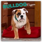 Bulldog Puppies - Bulldogge Welpen 2026 - 16-Monatskalender Bulldog Puppies - Bulldogge Welpen 2026 - 16-Monatskalender