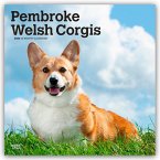 Pembroke Welsh Corgis - Pembroke Welsh Corgi 2026 - 16-Monatskalender