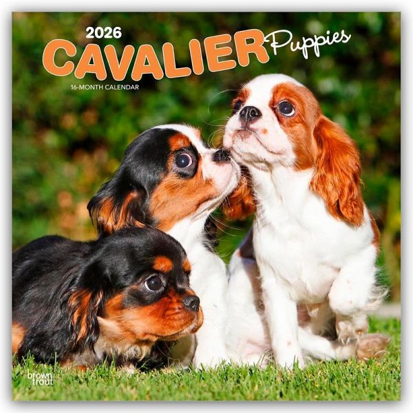 Cavalier King Charles Spaniel Puppies - Cavalier King Charles Spaniel Welpen 2026 - 16-Monatskalender