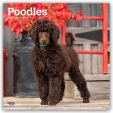 Poodles - Pudel 2026 - 16-Monatskalender Poodles - Pudel 2026 - 16-Monatskalender