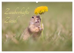 Zauberhafte Ziesel (Wandkalender 2026 DIN A2 quer), CALVENDO Monatskalender Zauberhafte Ziesel (Wandkalender 2026 DIN A2 quer), CALVENDO Monatskalender