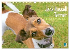 Jack Russell Terrier: flink und verspielt (Wandkalender 2026 DIN A3 quer), CALVENDO Monatskalender