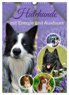 Cover Hütehunde mit Energie und Ausdauer (Wandkalender 2026 DIN A3 hoch), CALVENDO Monatskalender