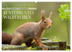 Das Eurasische Eichhörnchen - Kunterbuntes Waldtreiben (Wandkalender 2026 DIN A2 quer), CALVENDO Monatskalender