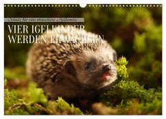 Schutz für eine obdachlose Igelfamilie - Vier Igelkinder werden erwachsen. (Wandkalender 2026 DIN A3 quer), CALVENDO Monatskalender