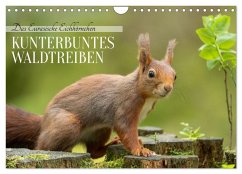Das Eurasische Eichhörnchen - Kunterbuntes Waldtreiben (Wandkalender 2026 DIN A4 quer), CALVENDO Monatskalender