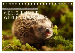 Schutz für eine obdachlose Igelfamilie - Vier Igelkinder werden erwachsen. (Tischkalender 2026 DIN A5 quer), CALVENDO Monatskalender