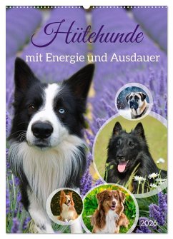 Cover Hütehunde mit Energie und Ausdauer (Wandkalender 2026 DIN A2 hoch), CALVENDO Monatskalender