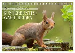 Das Eurasische Eichhörnchen - Kunterbuntes Waldtreiben (Tischkalender 2026 DIN A5 quer), CALVENDO Monatskalender Das Eurasische Eichhörnchen - Kunterbuntes Waldtreiben (Tischkalender 2026 DIN A5 quer), CALVENDO Monatskalender