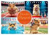 Hamster Olympiade - Der flauschigste... - Bild 1