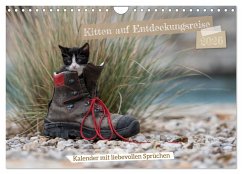 Kitten auf Entdeckungsreise (Wandkalender 2026 DIN A4 quer), CALVENDO Monatskalender Kitten auf Entdeckungsreise (Wandkalender 2026 DIN A4 quer), CALVENDO Monatskalender