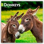 Donkeys - Esel 2026 - 16-Monatskalender