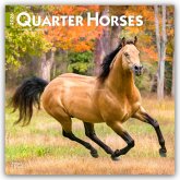 Quarter Horses - Quarter Horse 2026 - 16-Monatskalender Quarter Horses - Quarter Horse 2026 - 16-Monatskalender