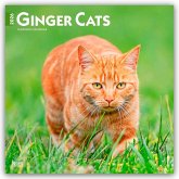 Ginger Cats - Gingerkatzen - Rote Katzen 2026 - 16-Monatskalender Ginger Cats - Gingerkatzen - Rote Katzen 2026 - 16-Monatskalender