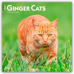 Cover Ginger Cats 2026 12 X 24 Inch (Hanging) Monthly Square Wall Calendar Plastic-Free
