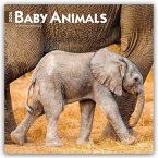 Baby Animals - Tierbabys - Tierkinder 2026 - 16-Monatskalender