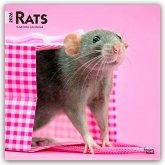 Rats - Ratten 2026 - 16-Monatskalender Rats - Ratten 2026 - 16-Monatskalender
