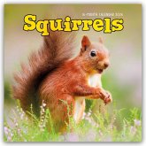 Squirrels - Eichhörnchen 2026 - Wand-Kalender Squirrels - Eichhörnchen 2026 - Wand-Kalender
