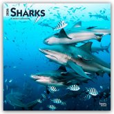Sharks - Haie 2026 - 16-Monatskalender Sharks - Haie 2026 - 16-Monatskalender