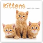 Kittens - Kätzchen - Katzenjunge - Katzenbabys 2026 - Wand-Kalender