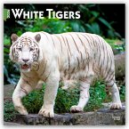 White Tigers - Weiße Tiger 2026 - 16-Monatskalender