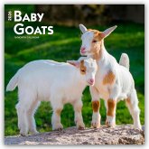 Baby Goats - Ziegenbabys 2026 - 16-Monatskalender Baby Goats - Ziegenbabys 2026 - 16-Monatskalender